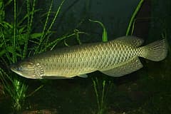 Southern saratoga (Scleropages leichardti) swimming side-on in an aquarium