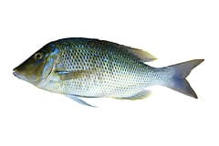 Spangled emperor (Lethrinus nebulosus) side-on on a white background, showing its blue spangles