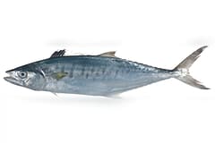 Spanish mackerel (Scomberomorus commerson) museum specimen, side-on on a white background, showing its faint wavy bars