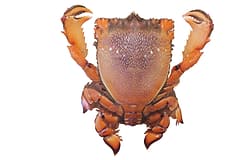 Spanner crab (Ranina ranina) seen from above on a white background