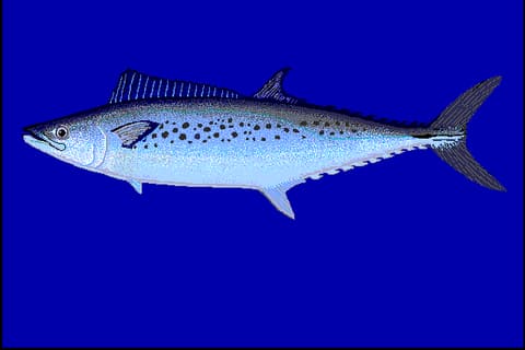 Illustration of a spotted mackerel (Scomberomorus munroi) side-on, showing the rows of round spots along its side