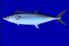 Illustration of a spotted mackerel (Scomberomorus munroi) side-on, showing the rows of round spots along its side