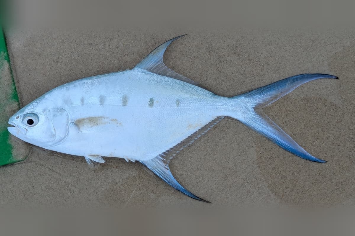 Swallowtail dart (Trachinotus coppingeri) freshly caught, lying side-on on sand