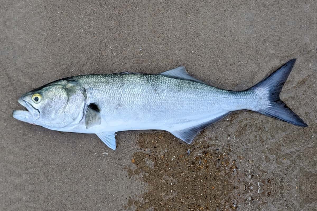 Tailor (Pomatomus saltatrix) freshly caught, lying side-on on sand