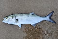 Tailor (Pomatomus saltatrix) freshly caught, lying side-on on sand