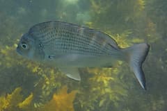 Tarwhine (Rhabdosargus sarba) swimming side-on over kelp at Cabbage Tree Bay