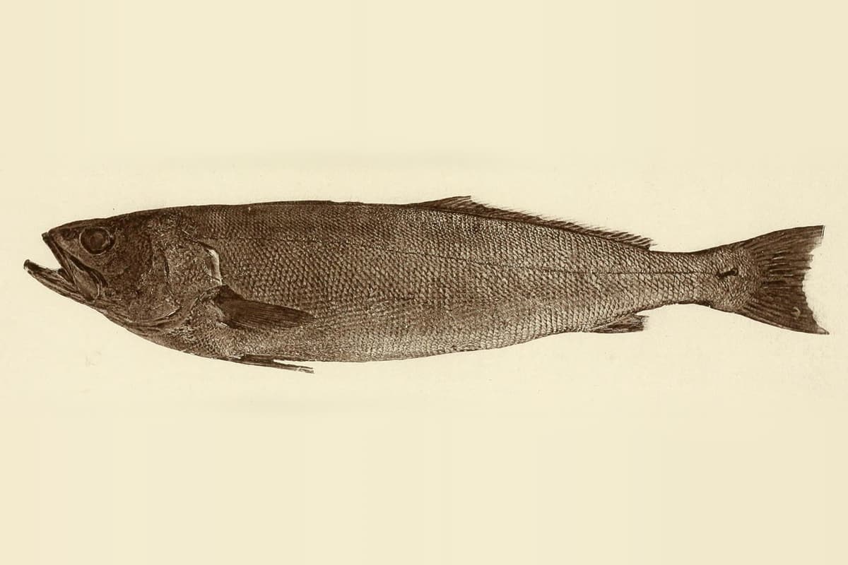 Teraglin (Atractoscion atelodus) in an 1882 plate from Fish and Fisheries of New South Wales, side-on