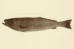 Teraglin (Atractoscion atelodus) in an 1882 plate from Fish and Fisheries of New South Wales, side-on