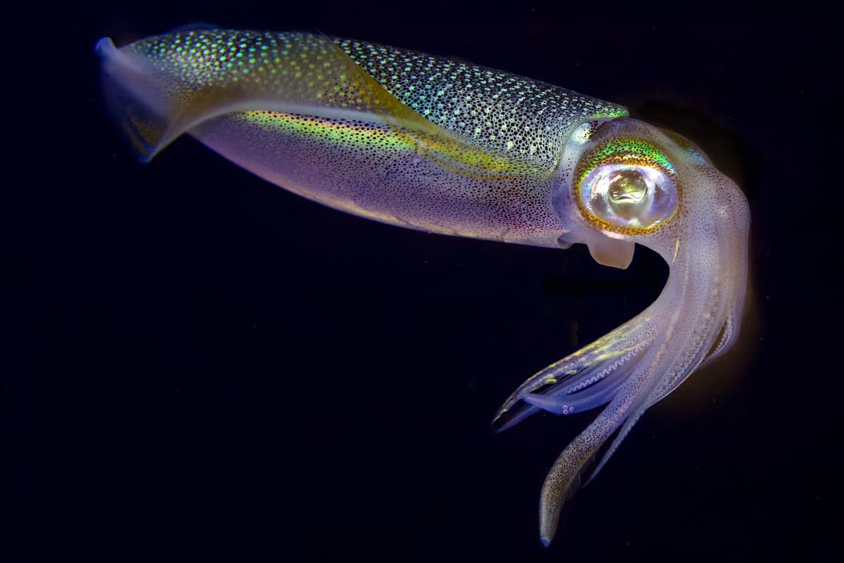 Tiger squid, or bigfin reef squid (Sepioteuthis lessoniana), hovering side-on with its fins spread