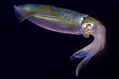 Tiger squid, or bigfin reef squid (Sepioteuthis lessoniana), hovering side-on with its fins spread