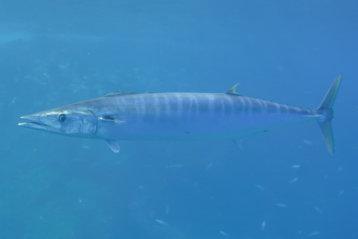Wahoo (Acanthocybium solandri) swimming side-on in open blue water, showing its dark bars