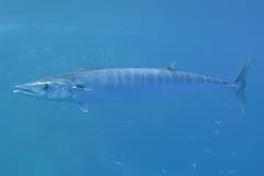Wahoo (Acanthocybium solandri) swimming side-on in open blue water, showing its dark bars