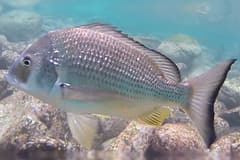 Yellowfin bream (Acanthopagrus australis) swimming side-on over a rocky reef
