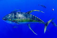 Yellowfin tuna (Thunnus albacares) swimming side-on in blue water, showing its long yellow fins