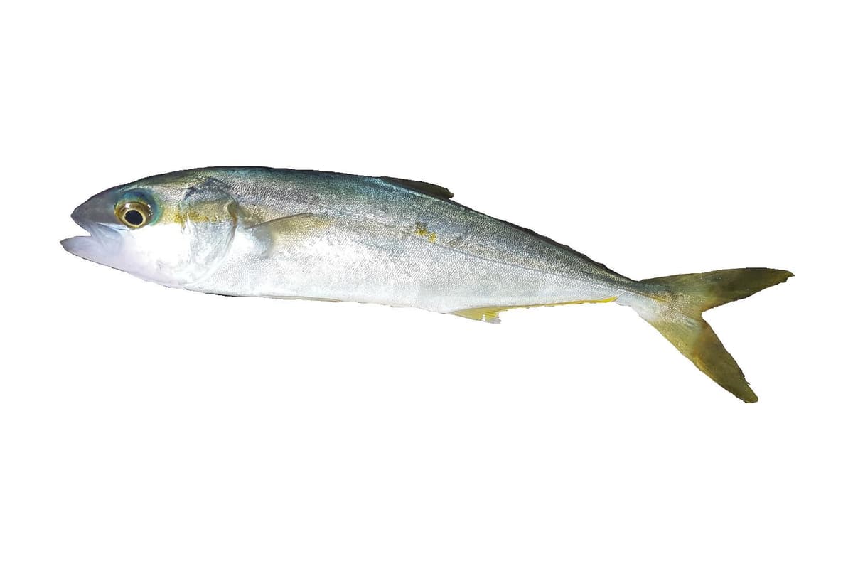 Yellowtail kingfish (Seriola lalandi) side-on on a white background, showing its yellow tail