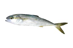 Yellowtail kingfish (Seriola lalandi) side-on on a white background, showing its yellow tail